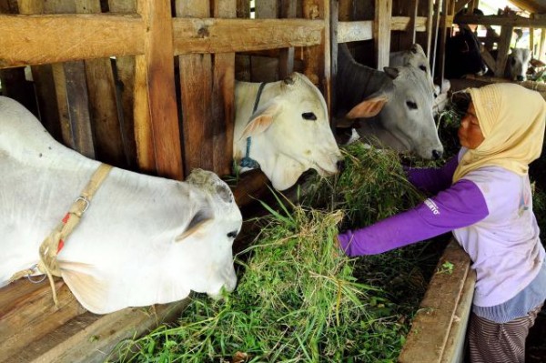  PETERNAKAN SAPI: Investor Lokal Tertarik Kembangkan di Bombana